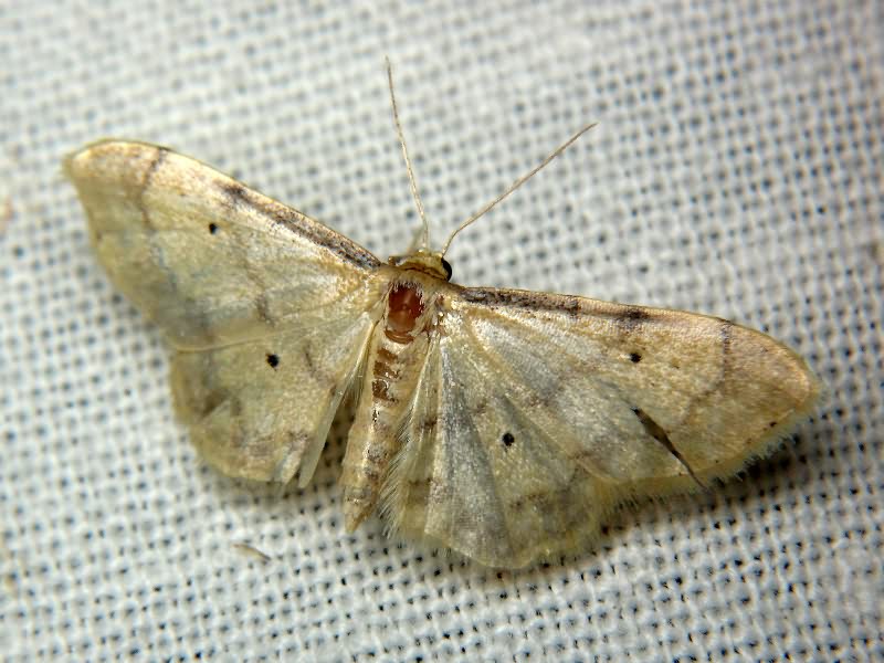 Idaea politaria (Hübner, 1799)